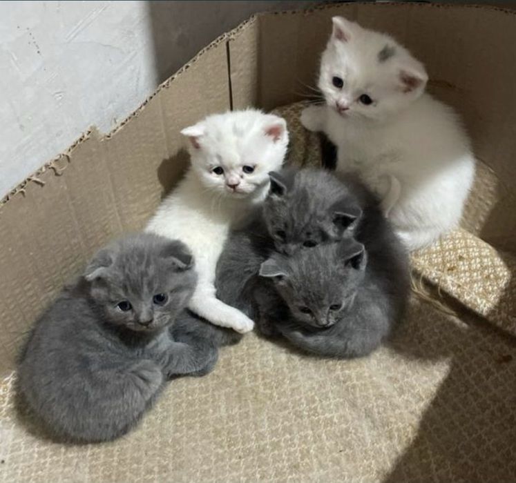 Scottish fold mushuklari sotiladi