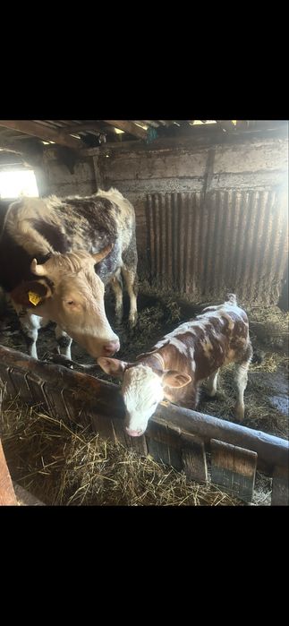 Vand 3 juninci cu vitel !