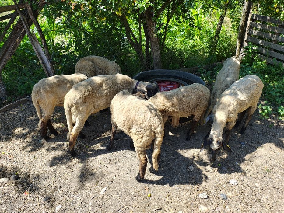 Mieluțe Miei  Carabase