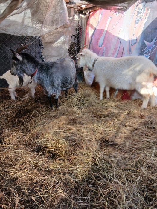 De Vânzare 4 capre una cu ied și 3 gestante