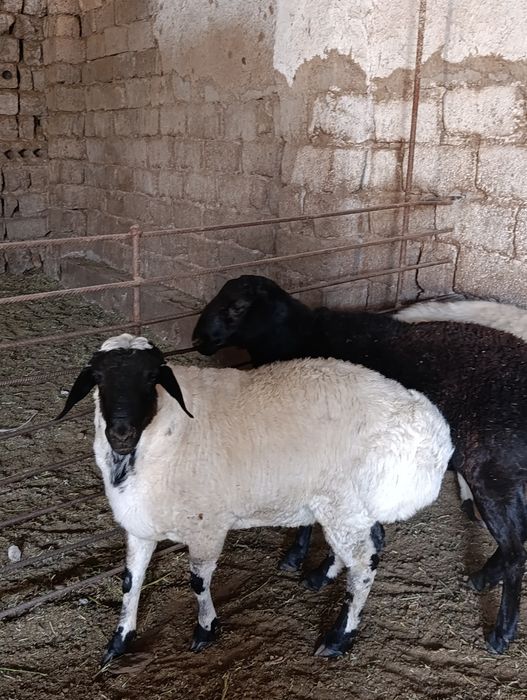 Qassob xizmati  jivoy vesiga 85.000 mingdan 90.000 mingachen