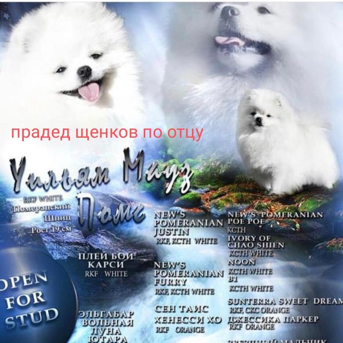Мальчики померанского шпица