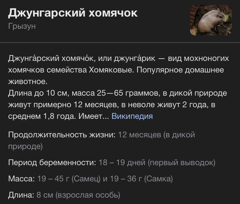 Джунгарский хомячок