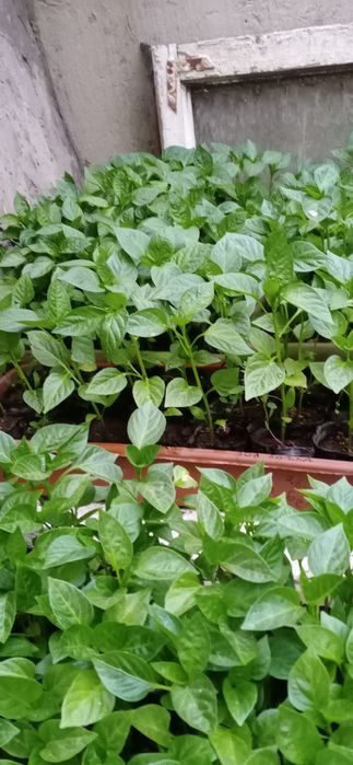 Продам рассаду разну