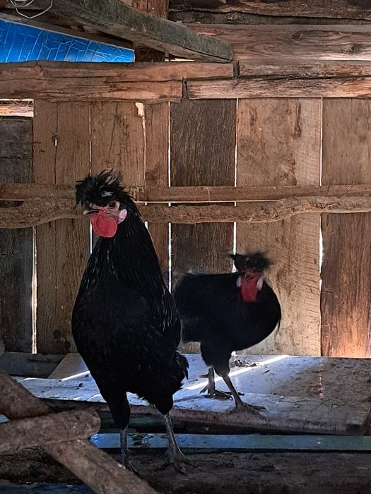 Cocosi de vanzare motati olandezi