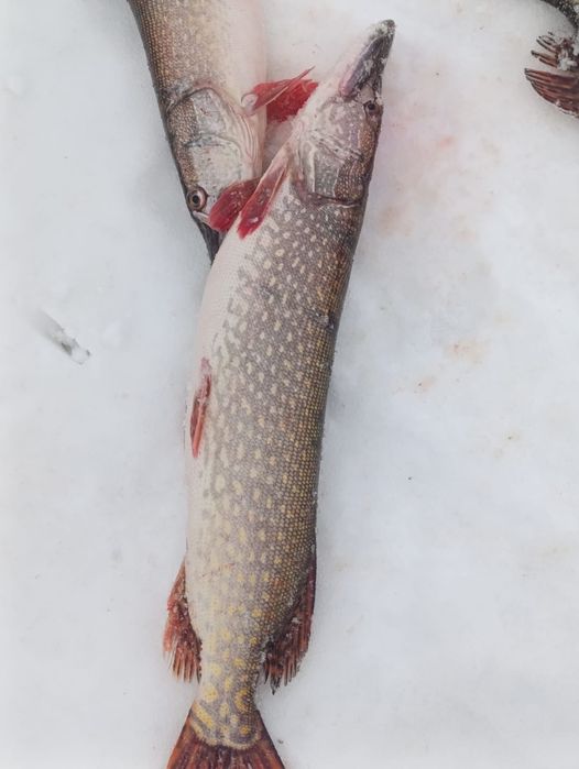 Щука рыба оптом Тургайская