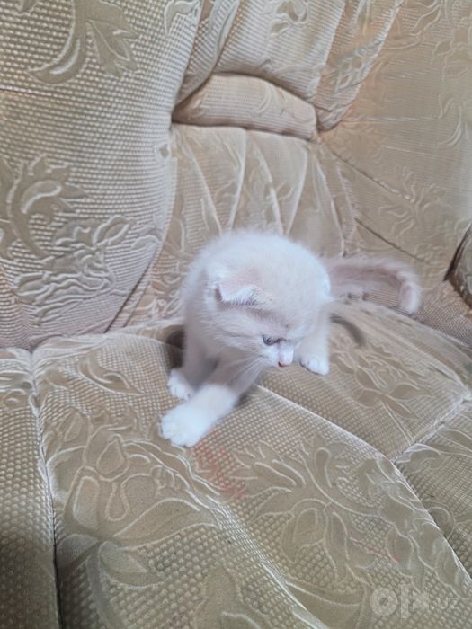 Продам Котёнок кот
