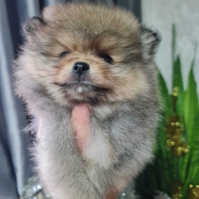 Померанский миник шпиц