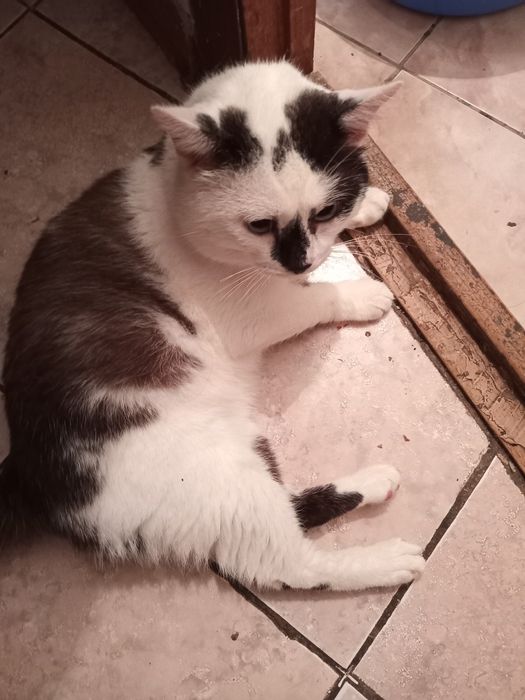 Вязка кота породистый