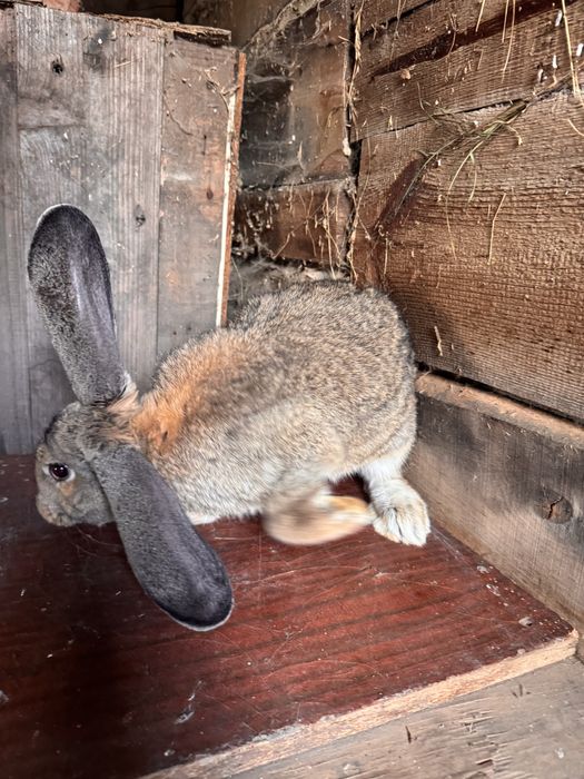 Продам крола породы франдер