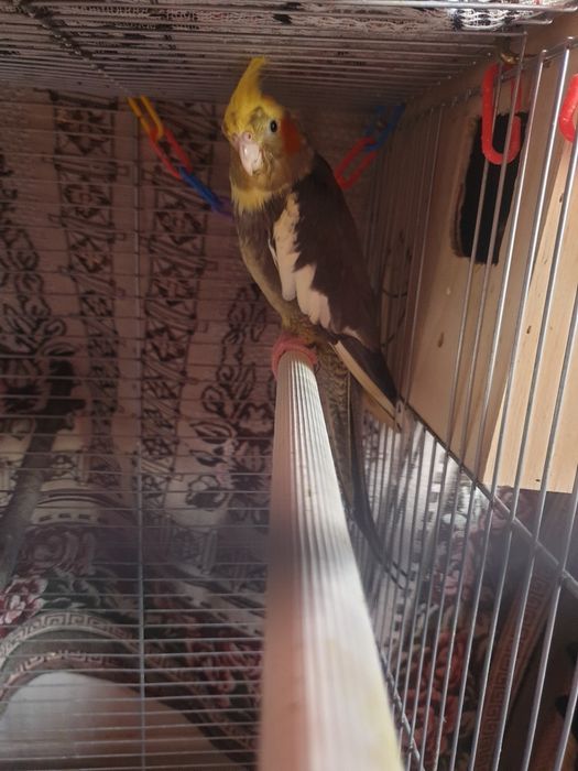 Cuplu de nimfe de vanzare