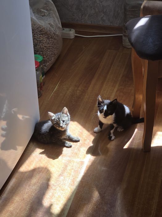 Заберите нас, двух котят!