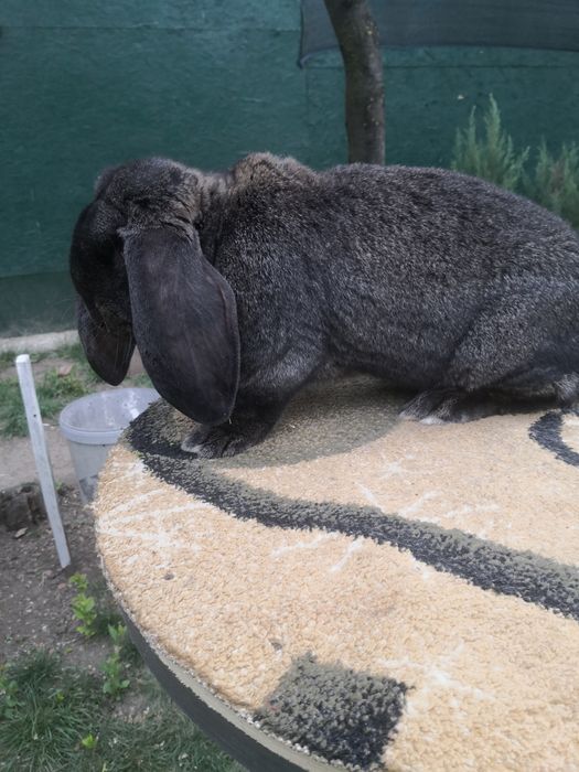 Berbec german rasa pură!!