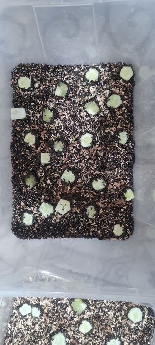 Жук знахарь. Чернотелка