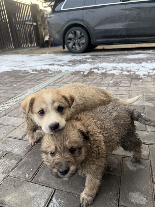 Отдам щенят в хорошие руки