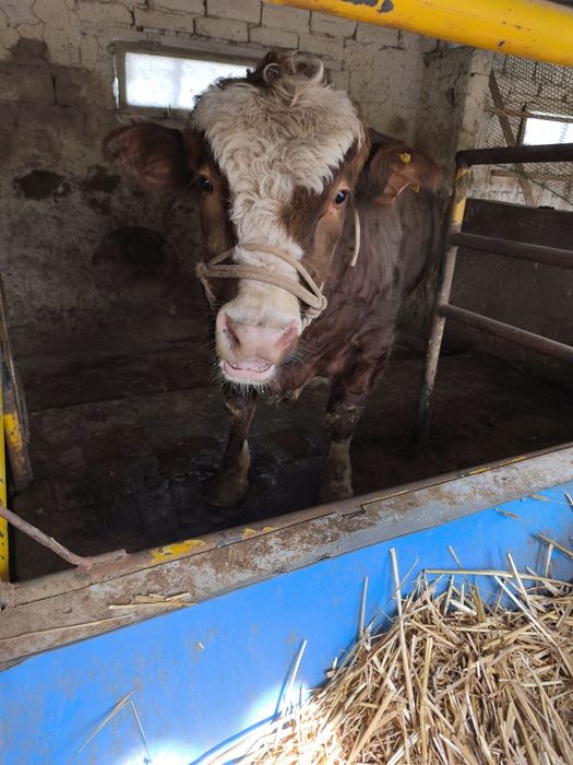 Продается бык супер