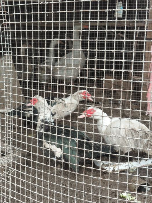 Продам индоутки. 3 селезня за троих 25000