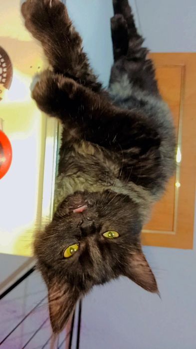 Шикарный котёнок