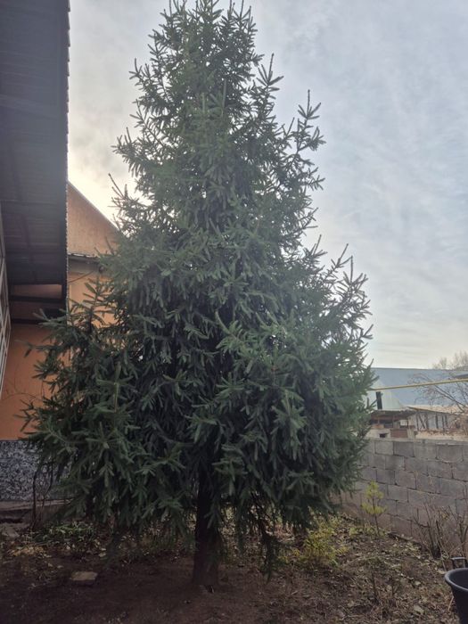 Ёлка-новогодняя живая