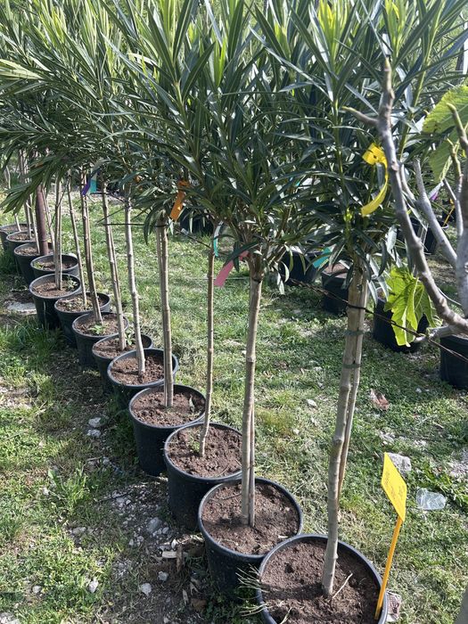Plante ornamentale de vanzare