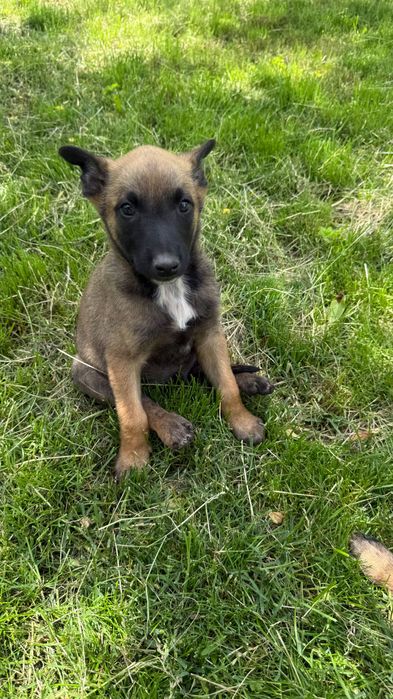 Ciobănesc belgian Malinois