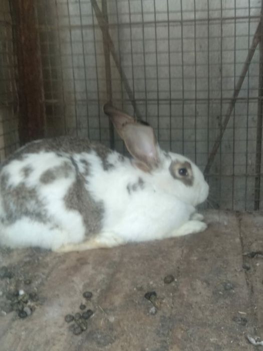 продаются беременные кролихи есть crow