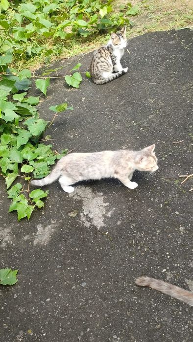 Котята в добрые руки!