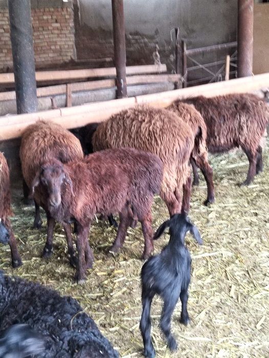 Козылы койлар сатылады