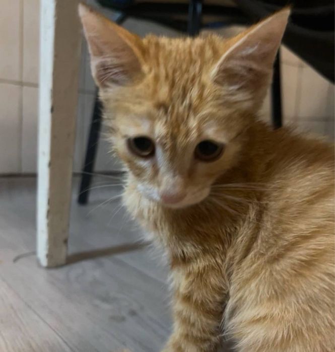 Отдаем золотого котенка