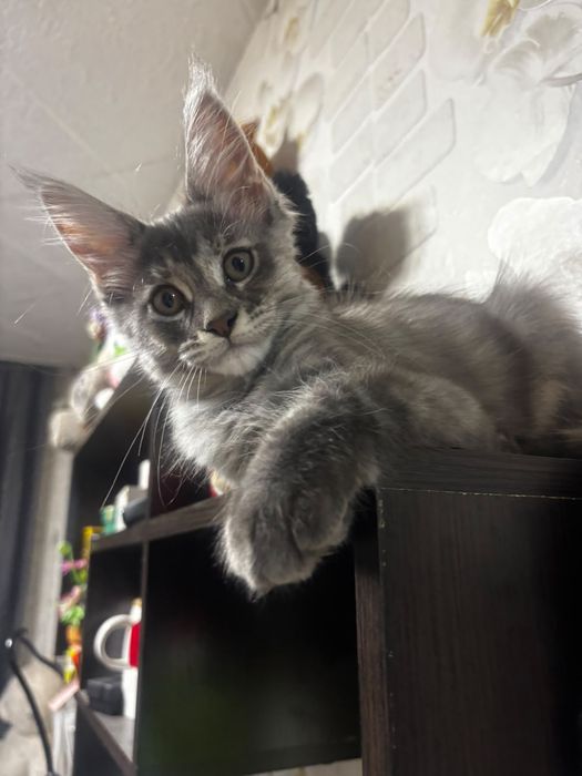 Котята породы Мейн-кун