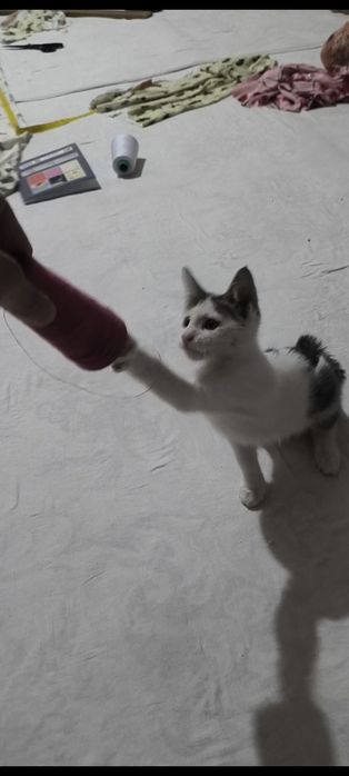 Uy mushugi pishak  ugil bolaa vapshi zur uyinlari