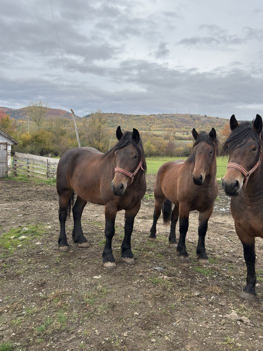 Iapa si manze de vanzare sau schimb cu oi