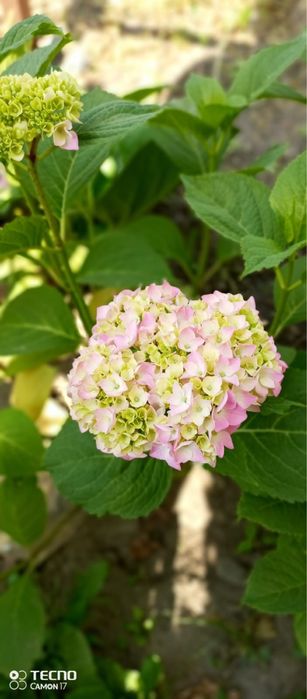 Продам цветы и саженцы от 500тг