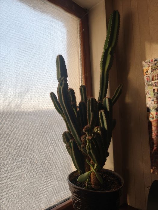 Срочно продам цветы