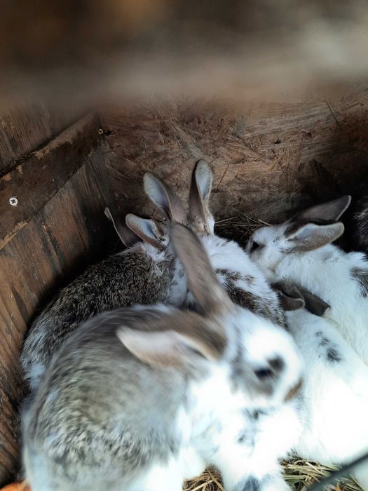 Vând iepurași mici