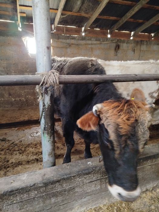 Семіз сиыр 1,5жас соғым