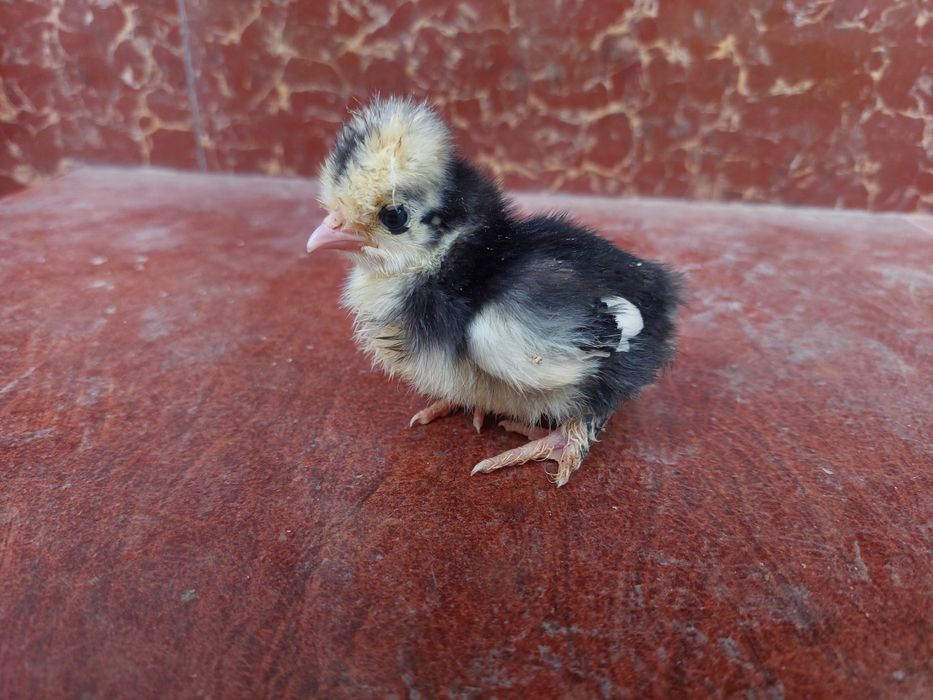 Sifatli jo‘jalar sotuvda mavjud