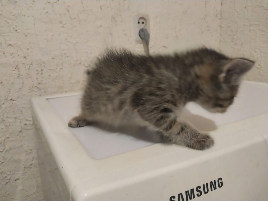 Отдам даром котят