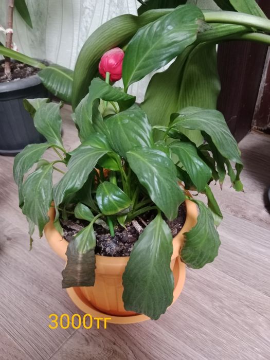 Цветы декларативный