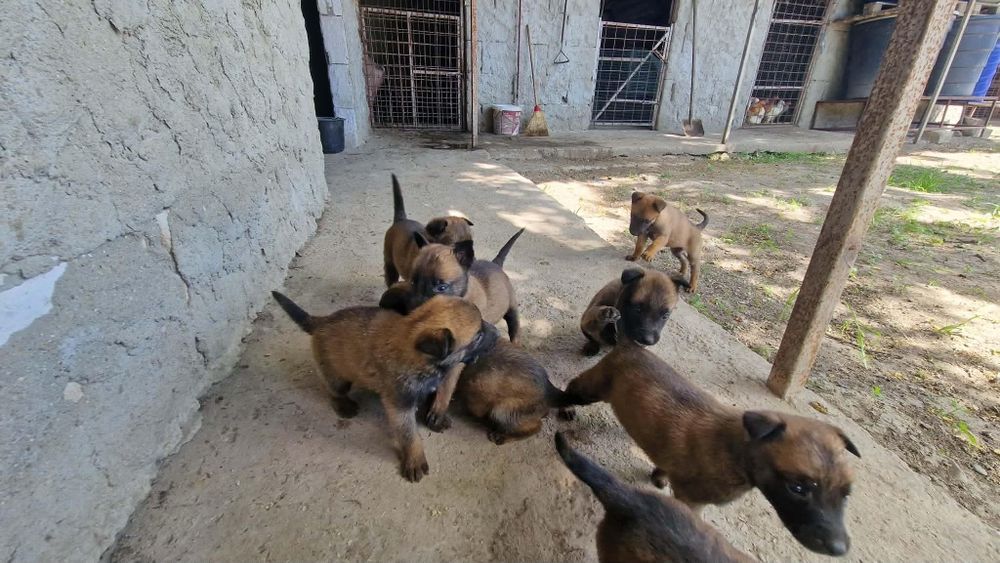 Cățeluși malinoua