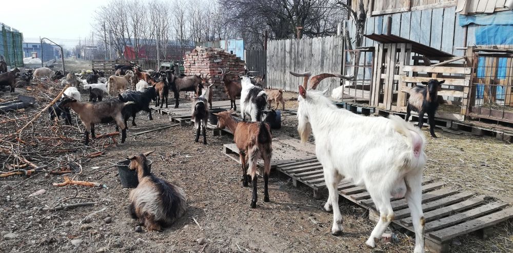 Capre in lactati, masculi  si iezi