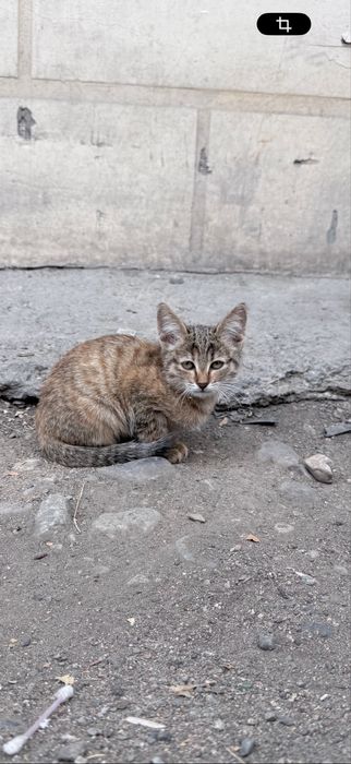 Отдаю котенка маленького