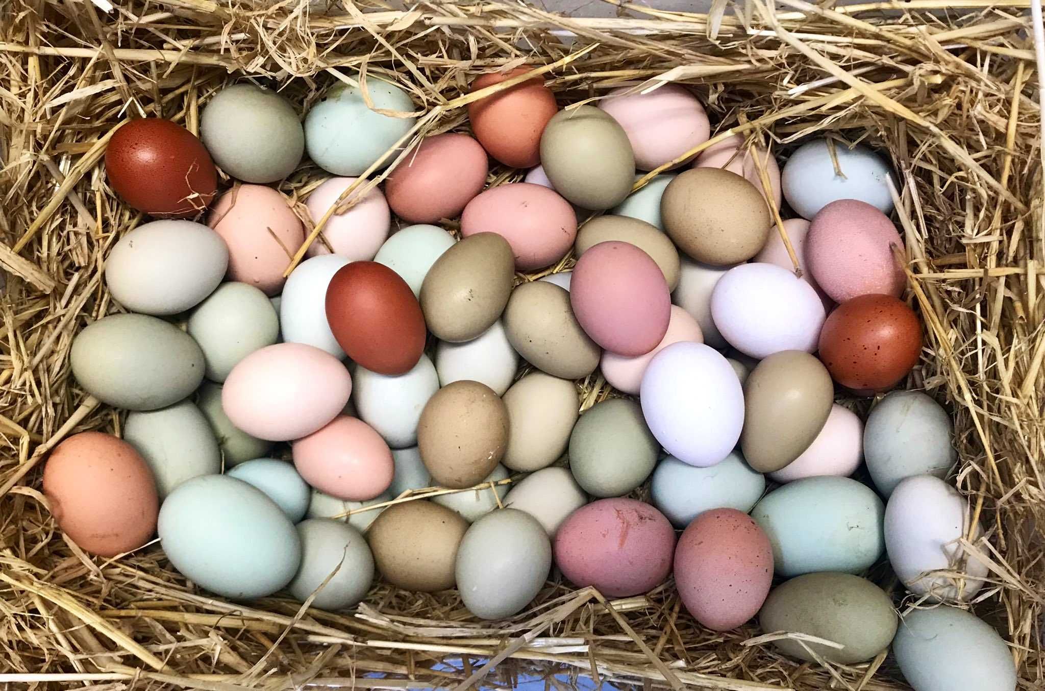 цветные яйца фото