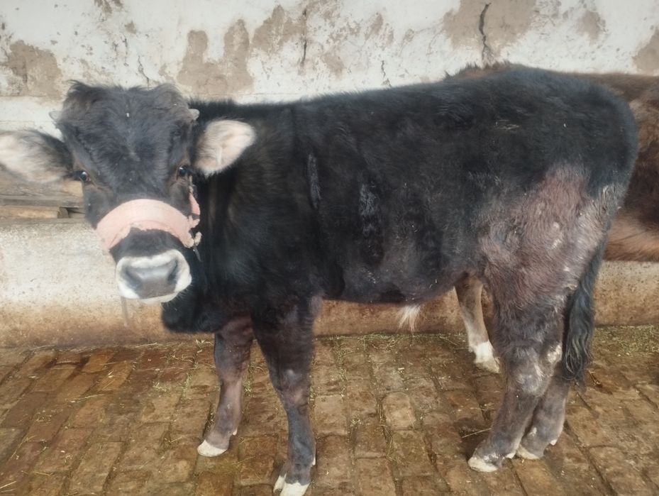 Иккита мол сотилади