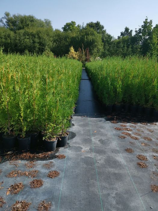 Фастагията около метър 5 лв брой