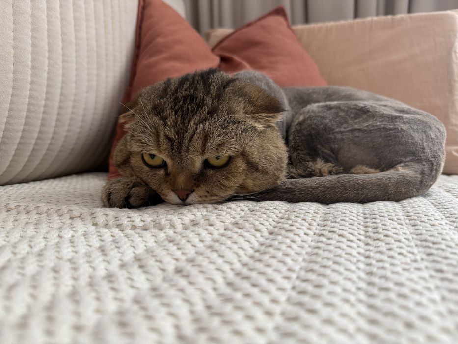 Отдам кота в хорошие руки