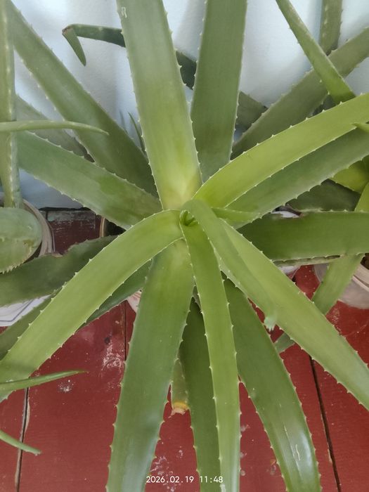 Алое жапырактары