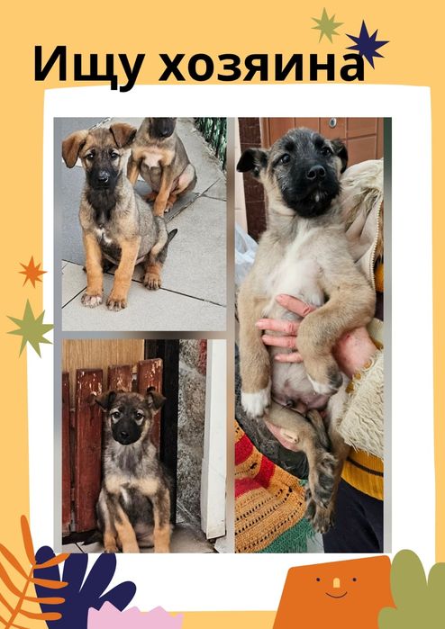 Классные дворянчики  в добрые руки!