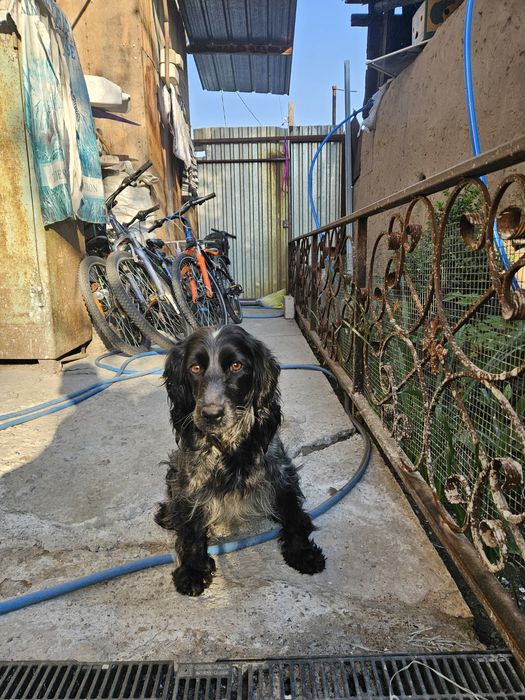 Найдена собака девочка