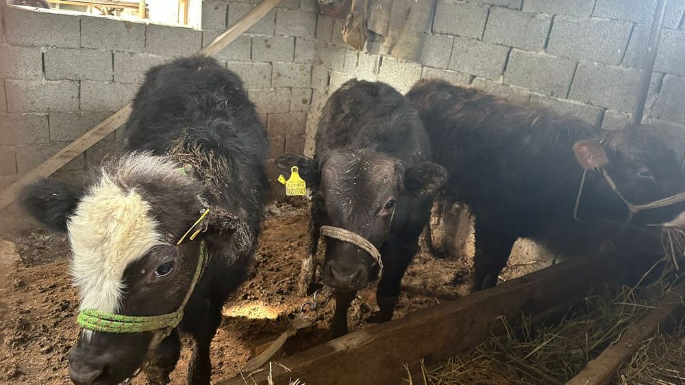 Бұқалар и тана сатылады